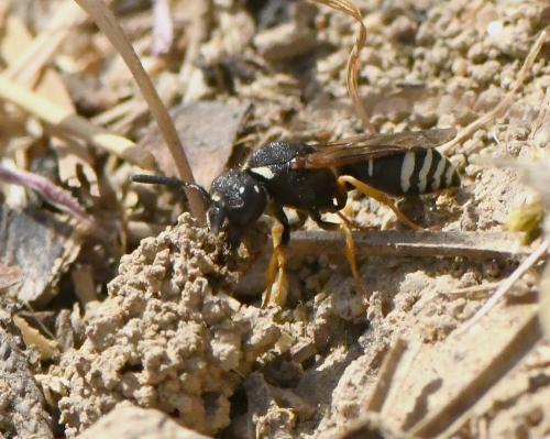 Odynerus melanocephalus
